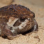 FerroFrog