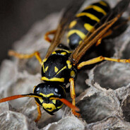 Wasp From JPMorgan