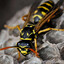 Wasp From JPMorgan