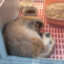狗狗鱼