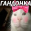 гандонка