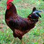 Rhode Island Red