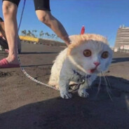 她说肚子是吃圆的