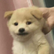 你以为我是萌新