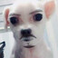 mr chihuahua