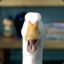 Pato ¹²