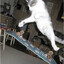 Cat-A-Pult