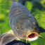 CASE.GIFTKARP