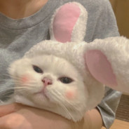 狼堡 狙击手 小灰灰