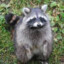 BadRATcoon7195