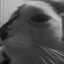 Hhamster