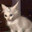 koshak_www