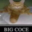 BIG COCE CATTO