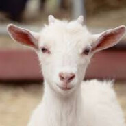 Goat1