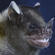FullAvatar