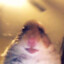 Hamster