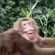 Big monkey