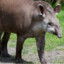 Tapir