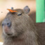 Capybara peek xema