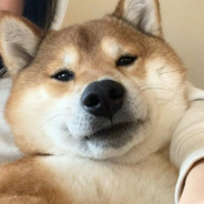 你牛牛飞了