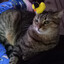 Mishi