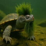 Punk Turtle