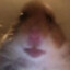 Hampster