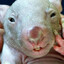 wombat with PTSD