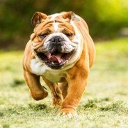 h8 - steam id 76561198220575764