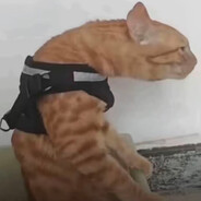 12cm