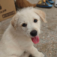 四川猛虎王：顶针