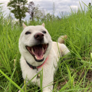 意大利香肠和蘑菇