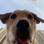 先杀我的君临宝嘛.