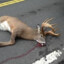 Roadkill Deer