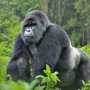 A Gorilla