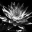 Lotus of Black and White