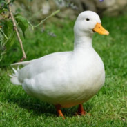 Shuba Duck