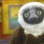 Zoboomafoo