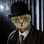DAMPFKATZE - steam id 76561197960484362
