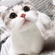 可以赢但没必要