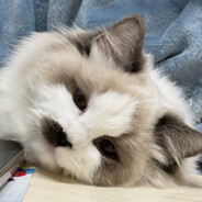 乱蹦是因为咪摁空格键