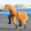 Llama
