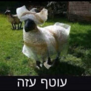 FALafel || WRAPPING GOAT