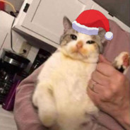 spaghetti cat / FaZe Member - steam id 76561199061980104