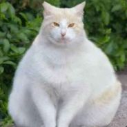 Gato Obeso