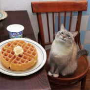 avatar Cat with waffle