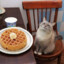 Cat with waffle