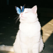 橘子不是唯一的水果