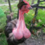 COCK