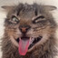 CatFoods